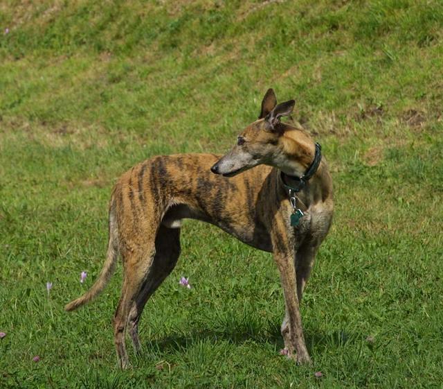 Sample Original Photo