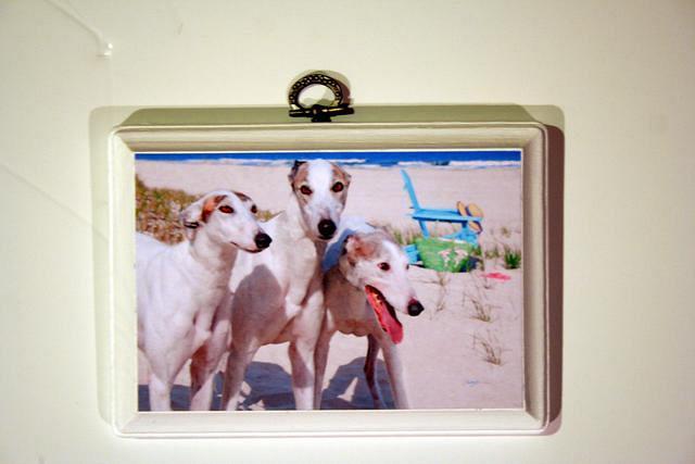 Dogs at the Beach  3x5  Custom Plaque $12.00