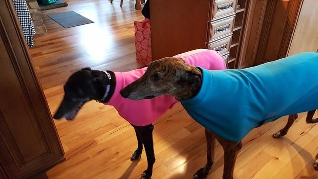 Jelly Bean and Tater