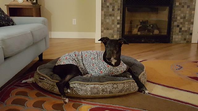 Jelly Bean in her housecoat.