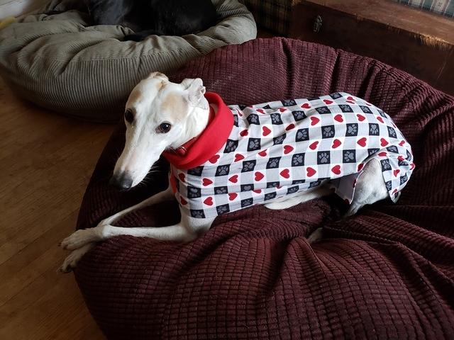 Ali In Hearts and Paws Buffalo Check