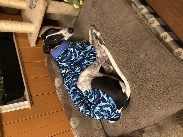 Argus The Foster (maybe) 4 years old