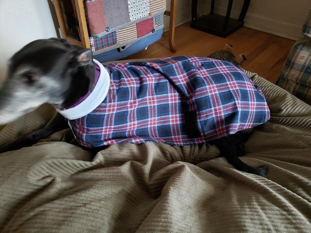 Bandaid in Blue Plaid