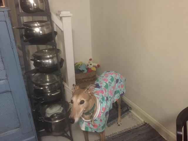 Sugar in her hedge hog house coat.