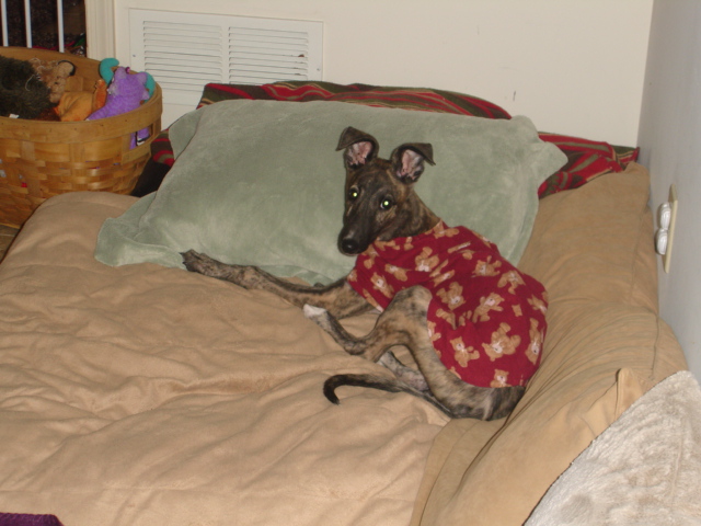 Bolt Puppy Teddy Bear PJ's