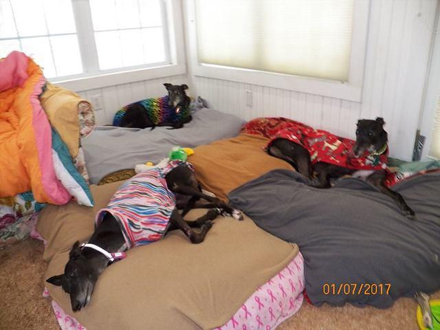 Classy and Shiela Staying Warm Indoors in Their Fleece Jackets