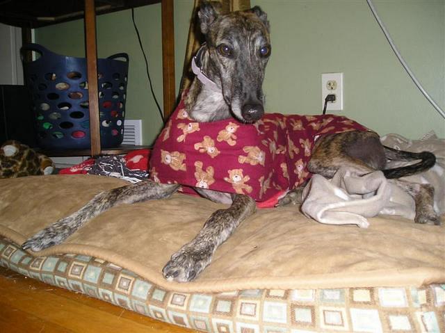 Cora in her Teddy Bear Houscoat