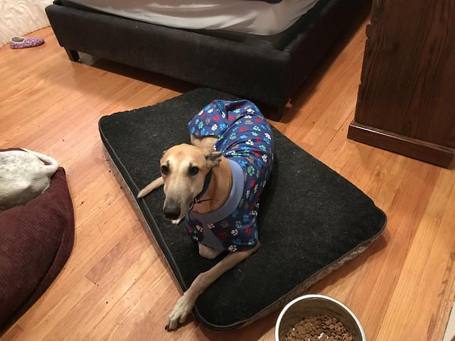 Creek in His Housecoat