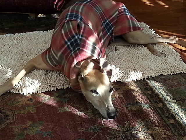 Daisy in faux burberry