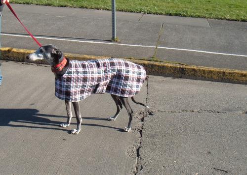 Ellie in Plaid Quilted Coat