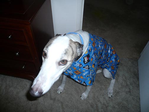 Fuzzy in Pirate's Gold