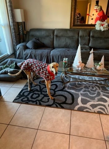 Missy in checkered paws