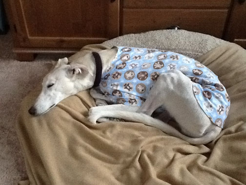 Moe Moe Sleeps in his Housecoat