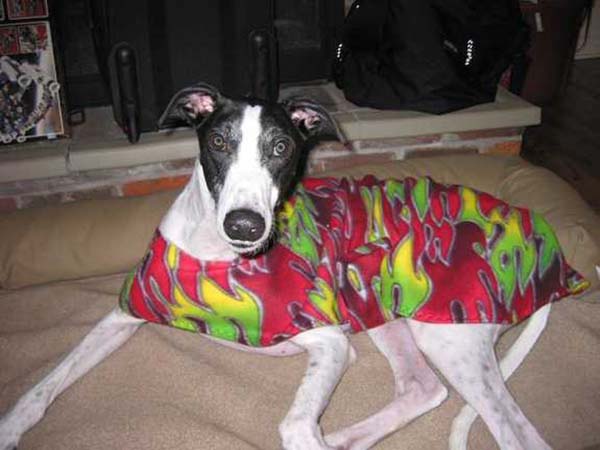 Monty in Fleece Coat