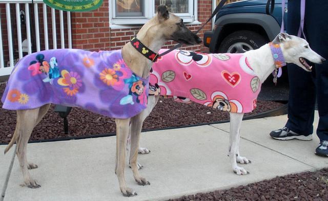 Nellie and Clementine 4