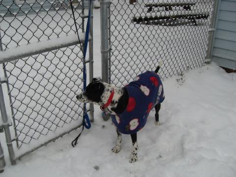 Pepper In her Big Apple Fleece Coat