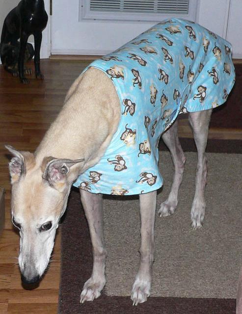 Rhemus in Blue Monkeys