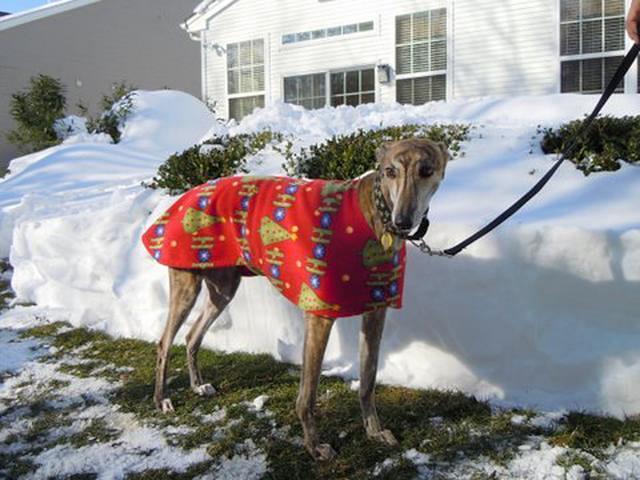 Sienna in Holiday Coat