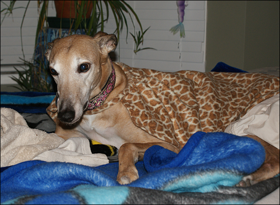 Sophie In her cape style housecoat