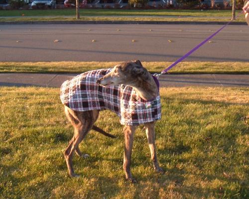 Tamilyn in Plaid Quilted Coat