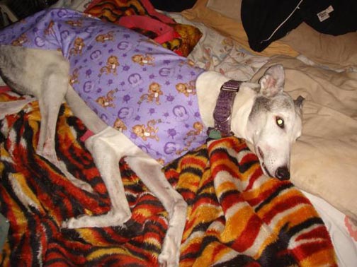 Tasha in Purple Monkeys