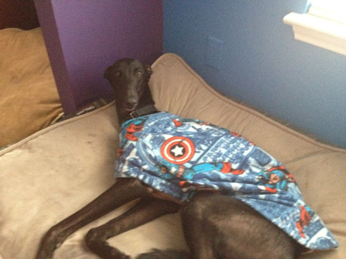 Yogi In Captain America