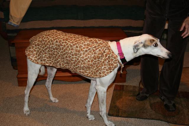 Idol in cape style animal print coat.