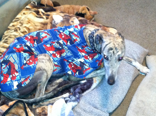 Maximus wearing custom Superman housecoat.