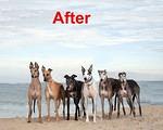 Izzo's Dogs After