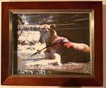 Your Dog's Picture Here - $50.00