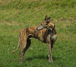 Sample Original Photo