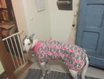 Blue in her pink whales house coat.