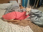 Miss Rainy in her dog bones housecoat.